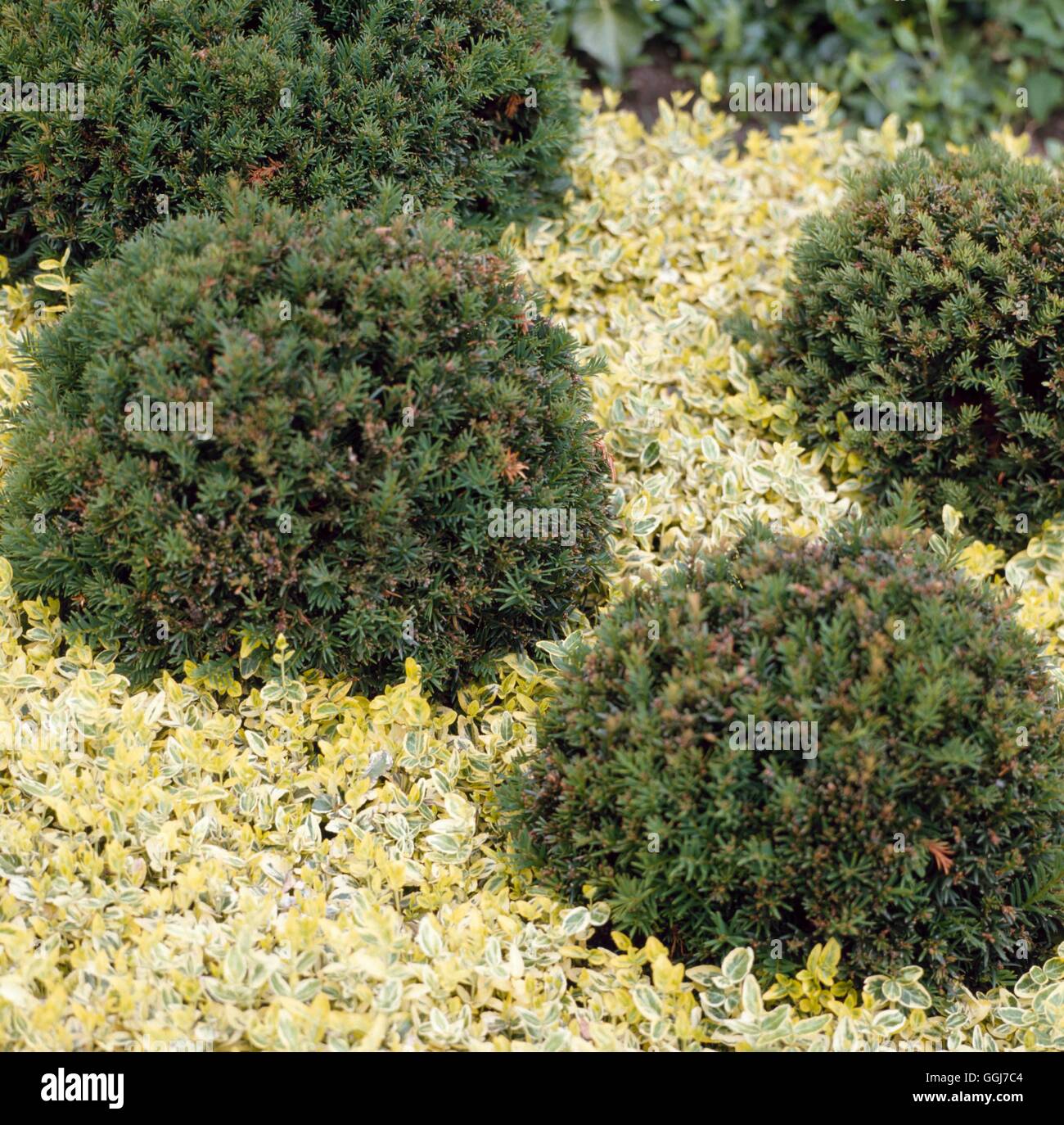 Taxus x media - `Hillii' with Euonymus fortunei `Emerald `n' Gold' (Photographer: MJK)   CON072398 Stock Photo